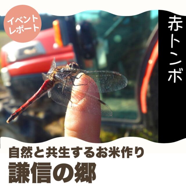 12月12日（木）「産直連続講座　謙信の郷　自然と共生するコア・フードのお米作り」を野田センターで開催しました。講師は「BM自然塾 有限会社 謙信の郷」の金谷武志さんと富永暁さんです。

「謙信の郷」は新潟県上越市で、農薬・化学肥料を低減もしくは使用していない農産物を販売していくために、旧・頸城村(くびきむら）の3人の生産者によって1997年に設立された会社です。

ＪＡＳ有機栽培や、農薬や化学肥料をを極力減らした特別栽培で地域の環境を守り、安全・安心なお米作りに取り組んでいます。

自然界の浄化作用をモデルにして、ミネラルバランスに優れた作物に良い水と土を作り出す「BMW技術」を使うなど、お話からはお米作りの大変さやお米に対しての情熱が伝わってきました。

今回は謙信の郷で作っている『新潟みずほの輝き』『コア・フード有機新潟こしひかり』を、パル商品人気の『ごはんの友』といっしょに食べ比べをしました。

参加者からは、「みずほの輝きは粒が大きく甘く、おかずなしでも食べられました」「おいしいお米を作るための努力は素晴らしいです」「これからもおいしいお米を作り続けてください」など、うれしい感想や応援の言葉をたくさんいただきました。

これからは農家さんの苦労に想いをはせながら、今まで以上に一粒一粒大切に食べようと思います。

#パルシステム
#パルシステム千葉
#謙信の郷
#コア・フード
#有機栽培米
#自然と共生
#新潟県上越市
#BMW技術